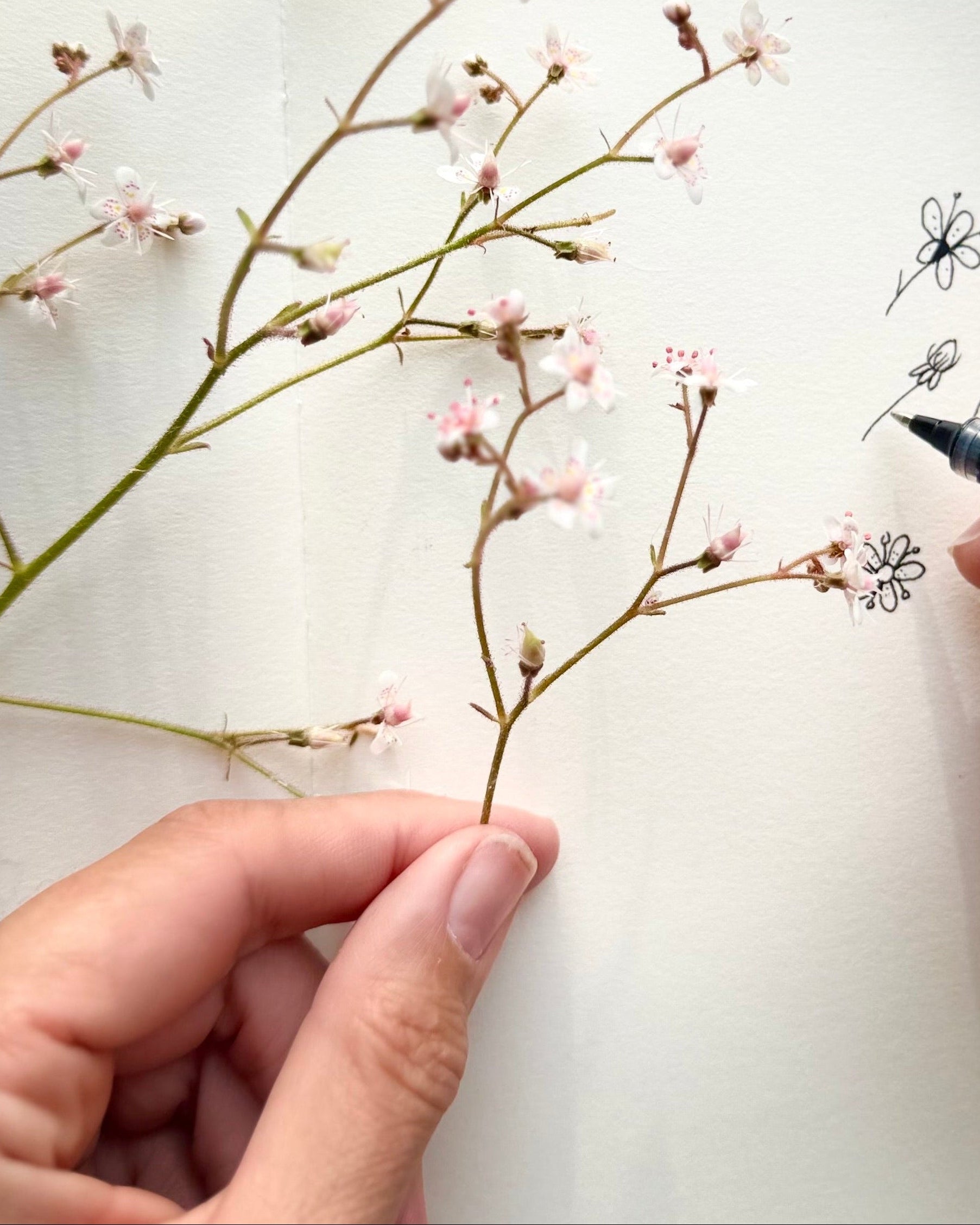 Person drawing a branch with small flowers on a piece of paper.