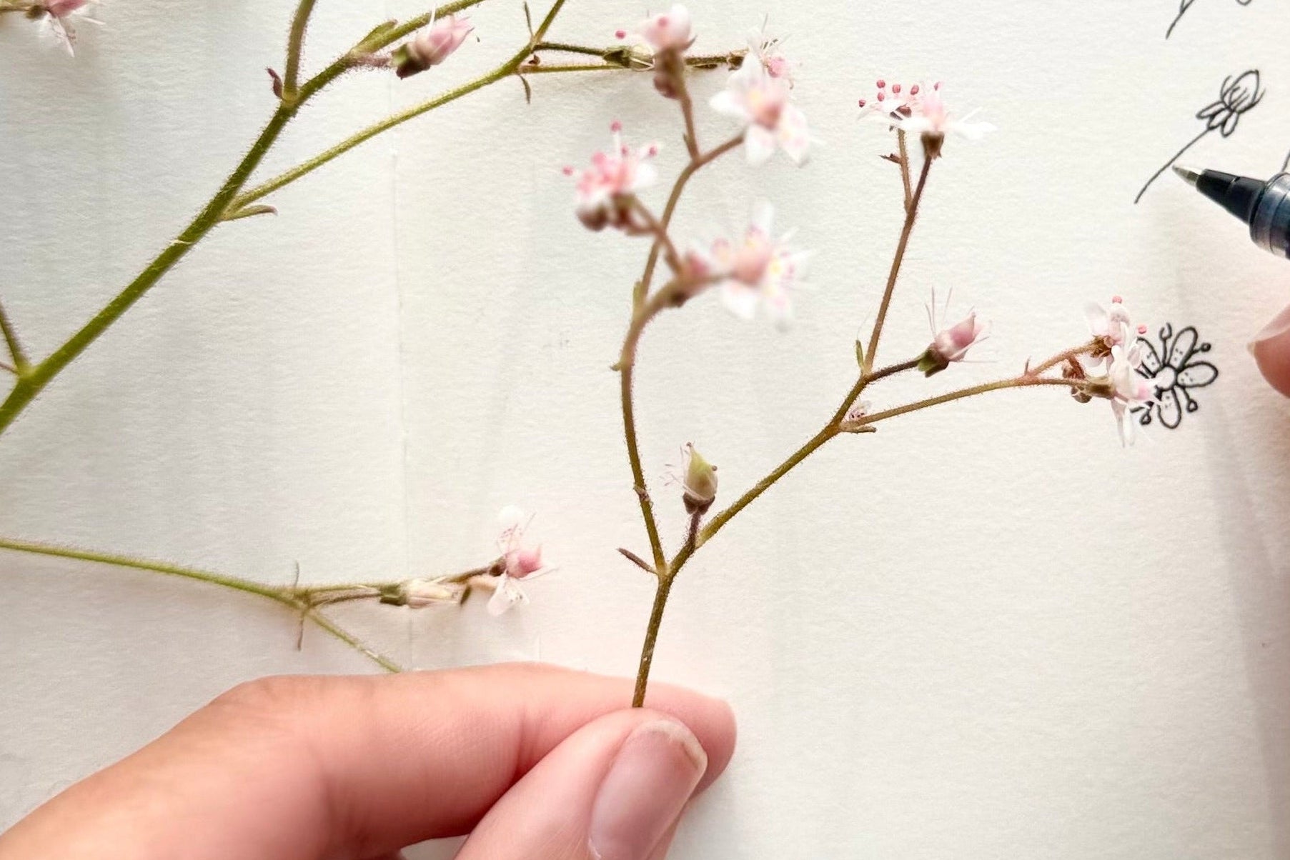 Person drawing a branch with small flowers on a piece of paper.