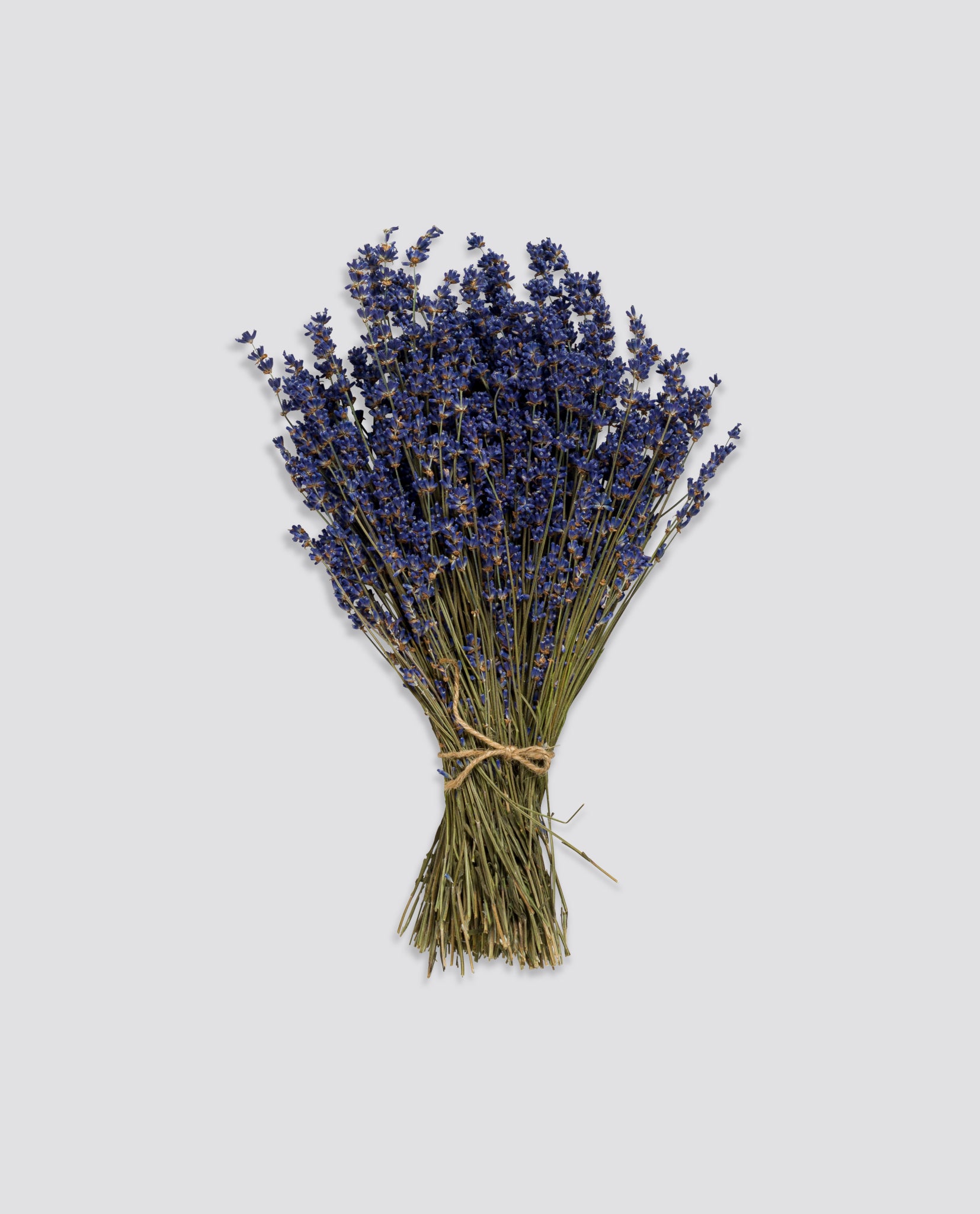 A simple bunch of locally grown dried lavender tied with natural twine, showcasing sustainably sourced aromatic purple blooms.